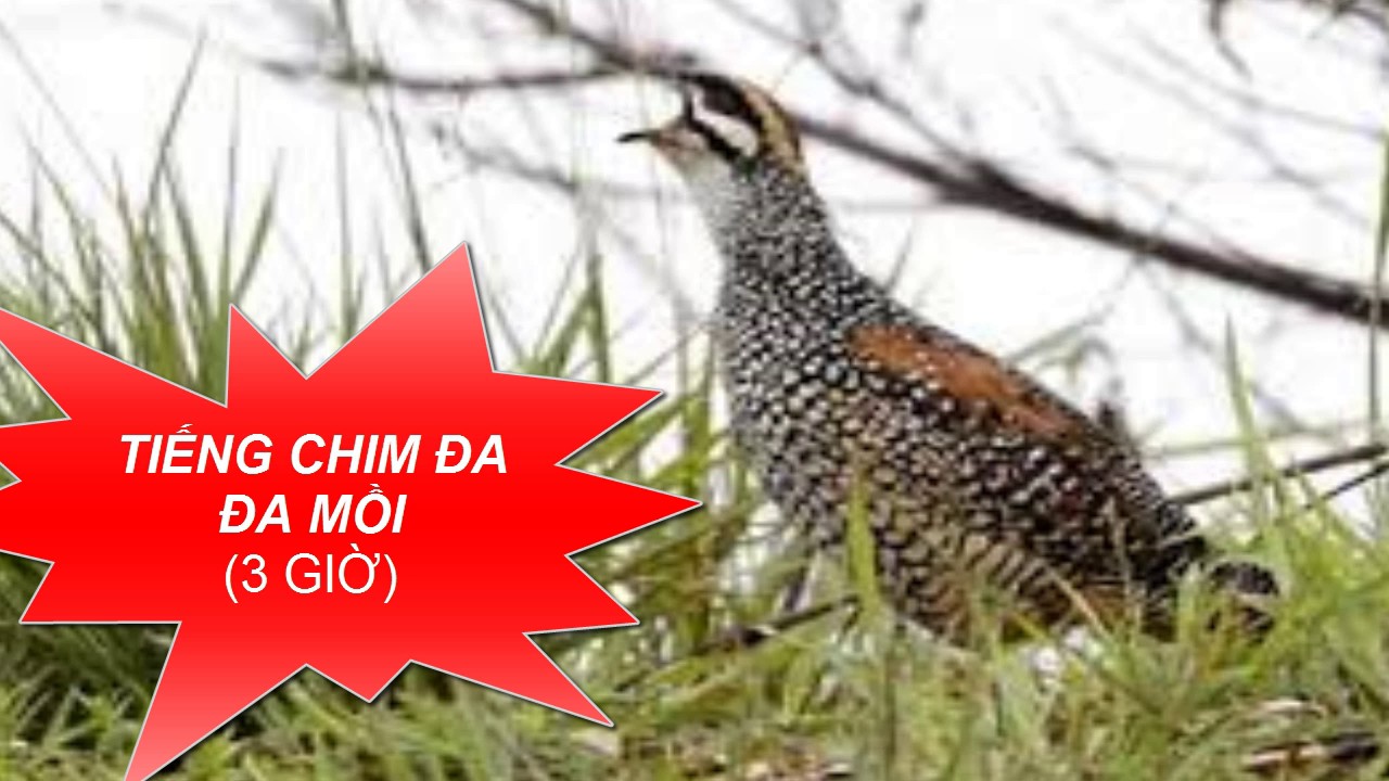 Tiếng chim mồi - Tiếng Chim Đa Đa Gáy Cực Hay 3 giờ \