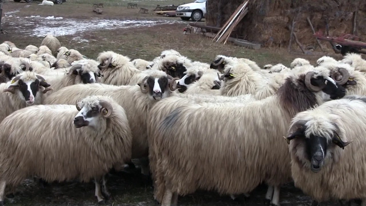 OILE  FAMILIEI „COST” BUNEȘTI 0757999711