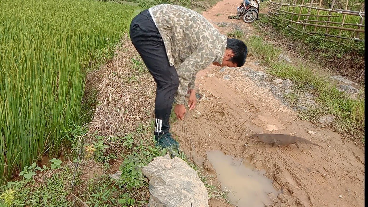 weasel traps on the way - Bẫy Chồn Đèn