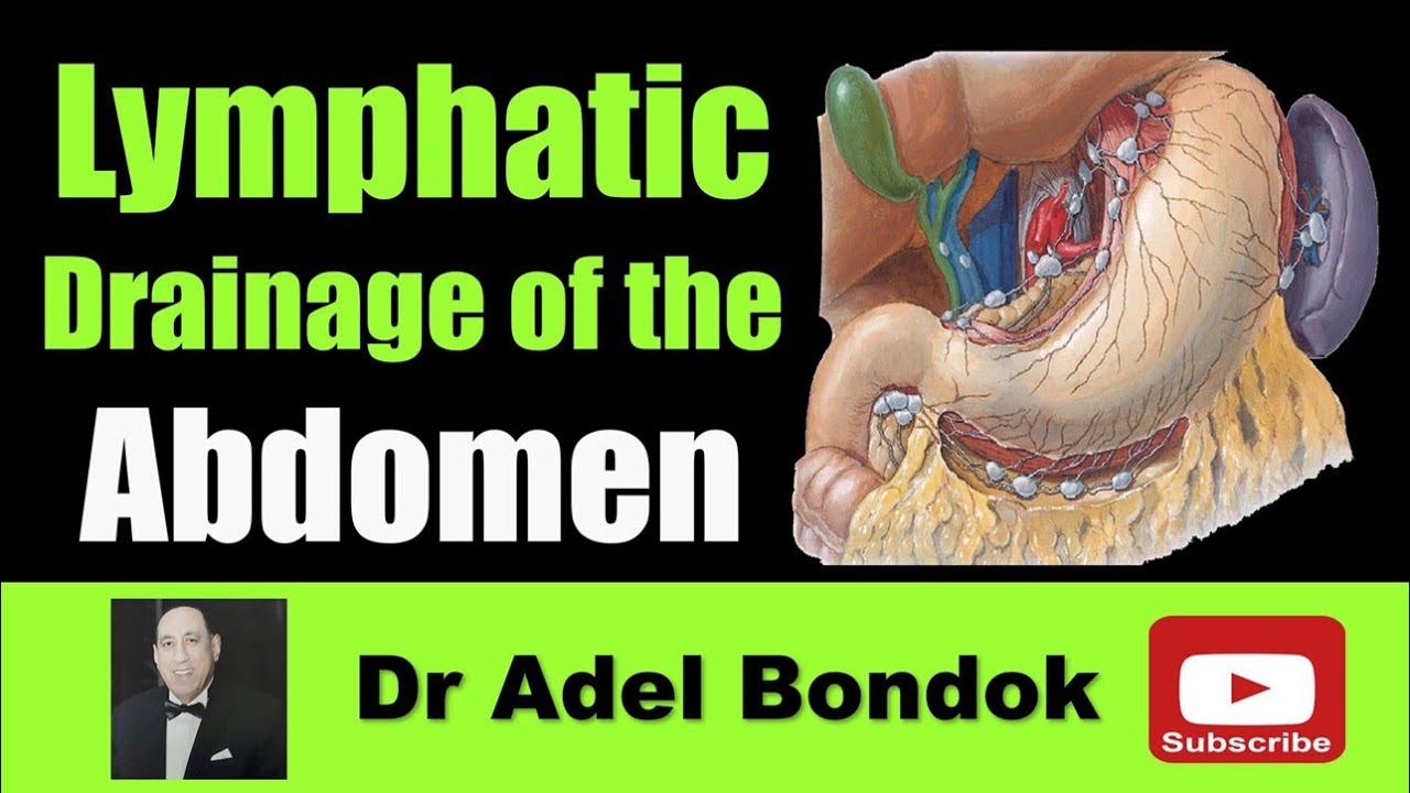 Lymphatic Drainage of the Abdomen, Dr Adel Bondok