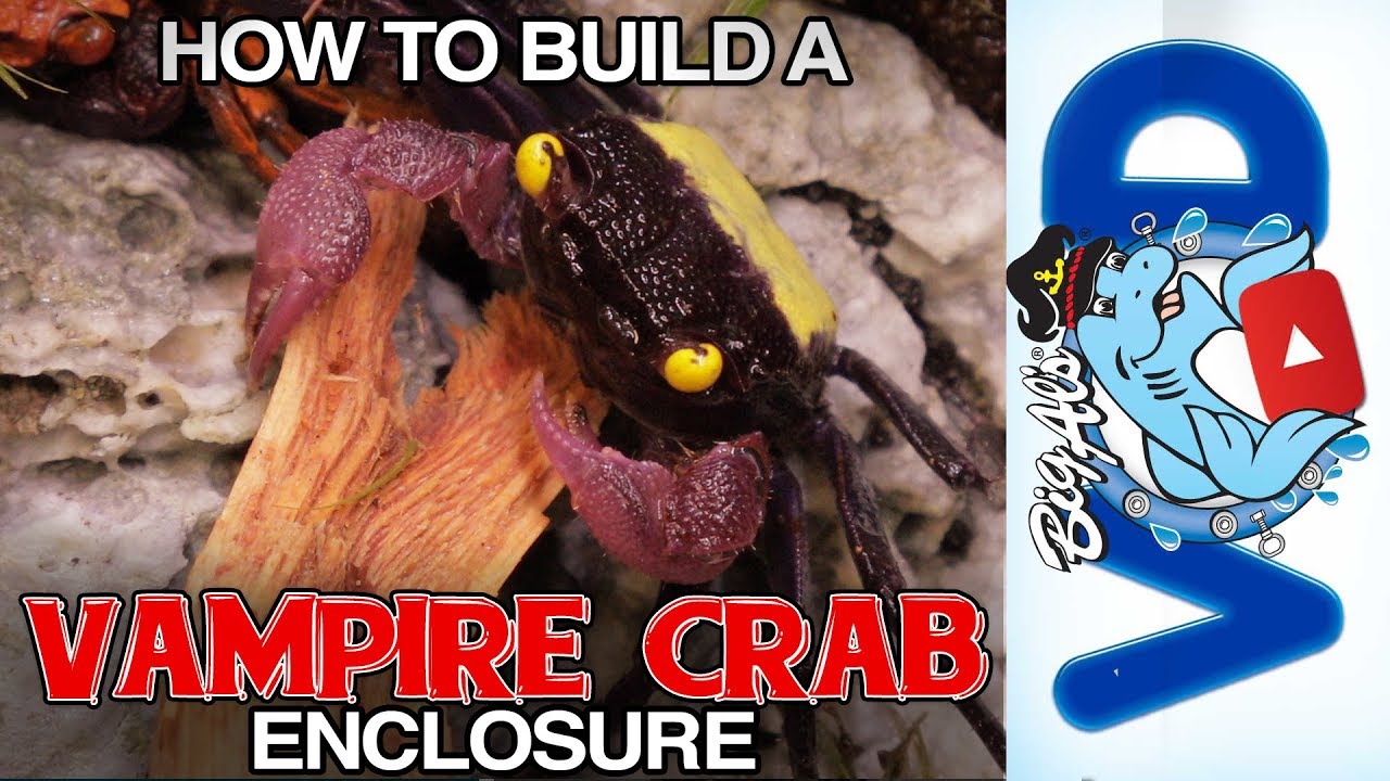How to Build a Vampire Crab Enclosure | BigAlsPets.com