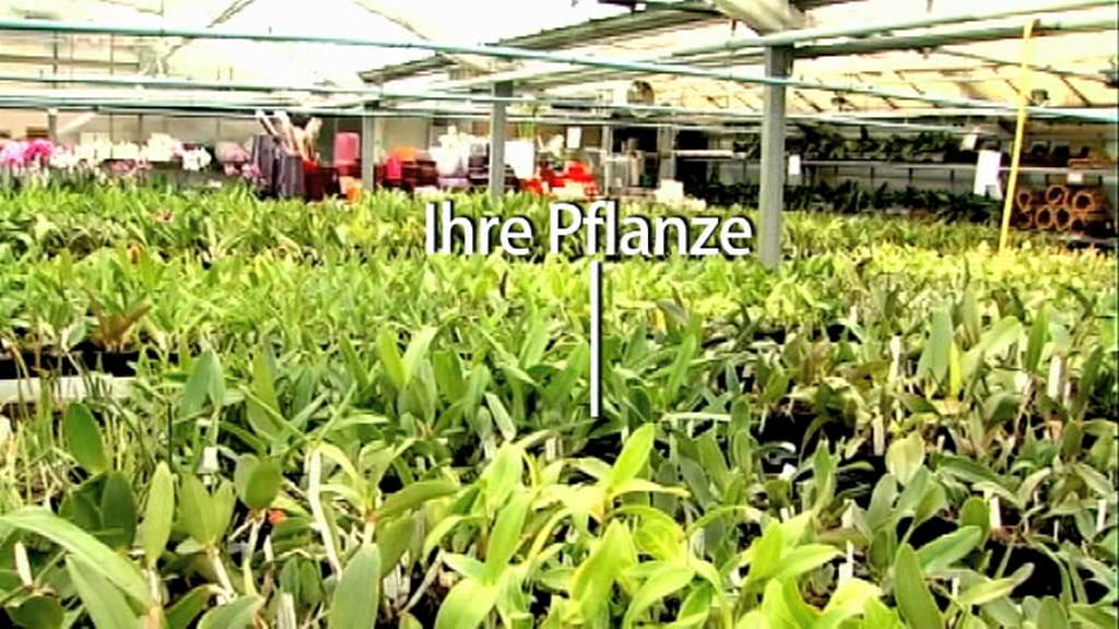 Werkstatt Floral - Schwerter Orchideenzucht - Promotion Video