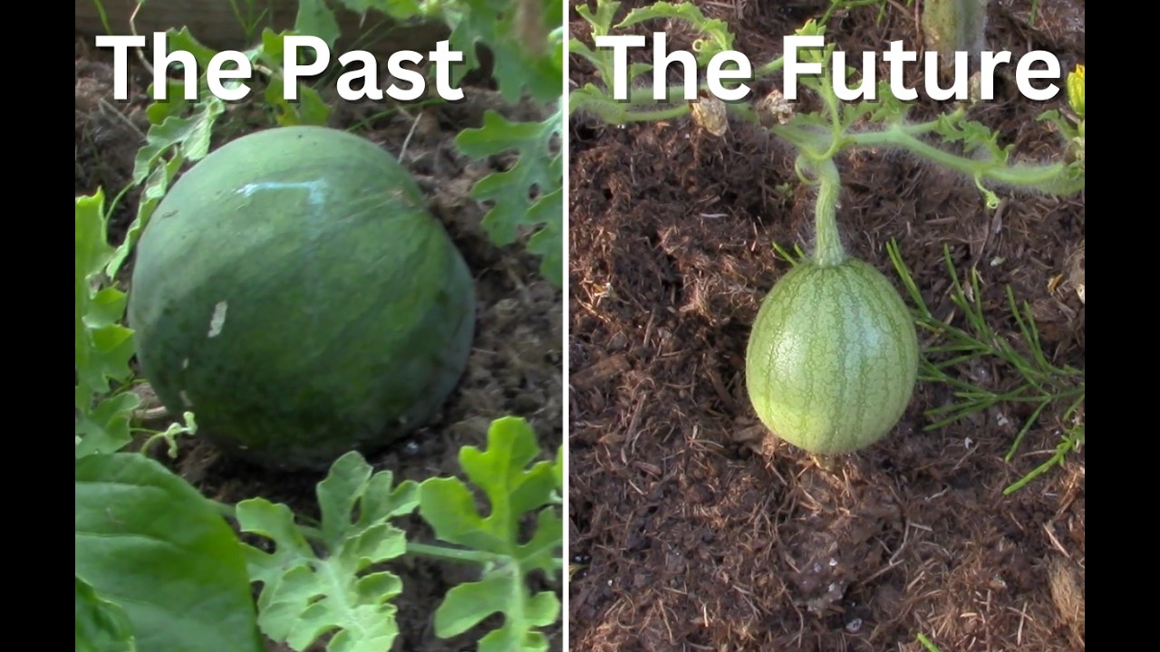 The Great Watermelon Meltdown: Hope, Rot & Racing the Season!