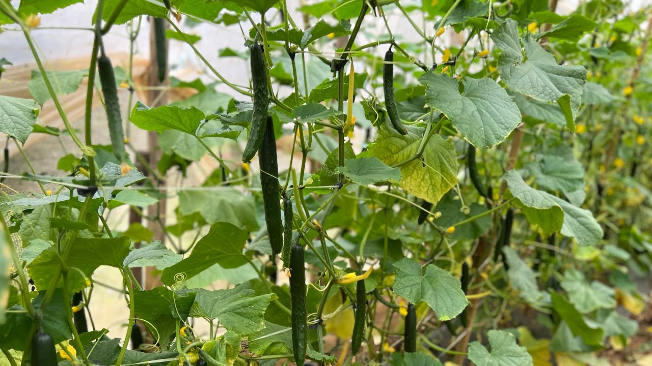 🥒 #pepino #pepinojaponês #kenzan da #sakata #estufas #cultivoprotegido #hf