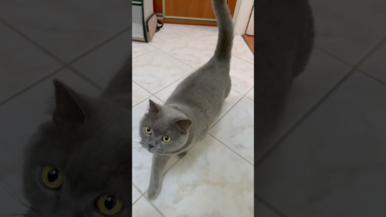 Pyzia😻Pulpecik Jest Aktywny😺❤️
