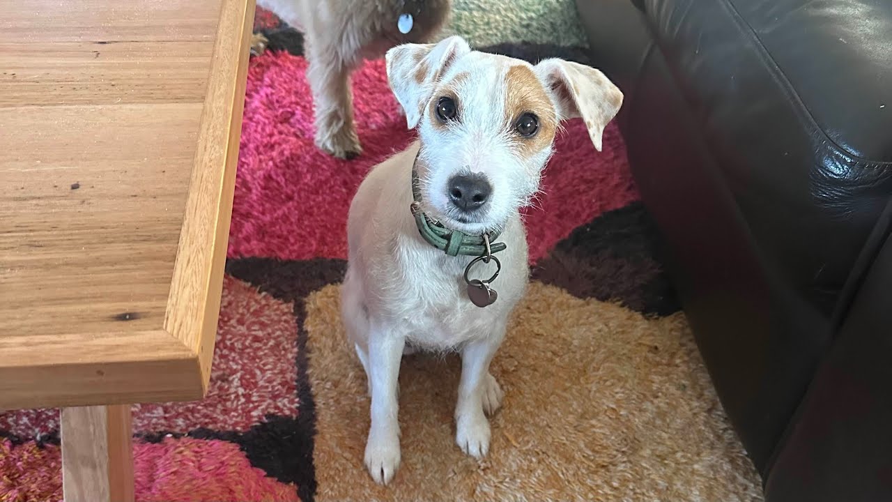 Parsons Jack Russell falls in love with RV