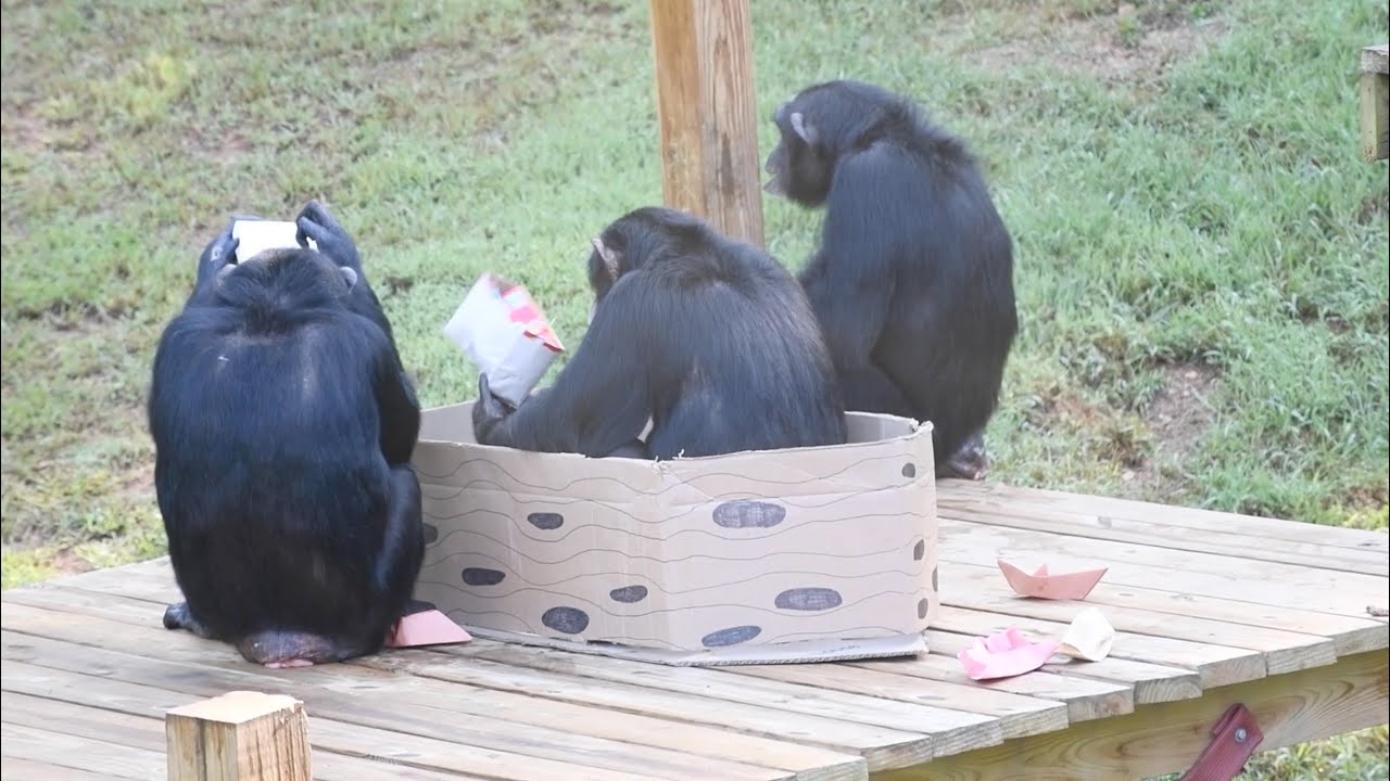 Talk Like a Pirate Day at Project Chimps