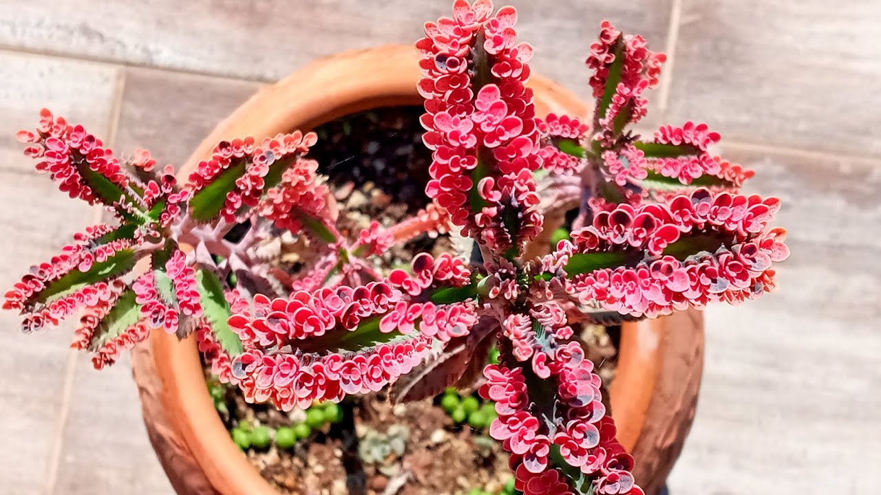 Pembe Aşkın Gözyaşı Çiçeği Keserek Üretim