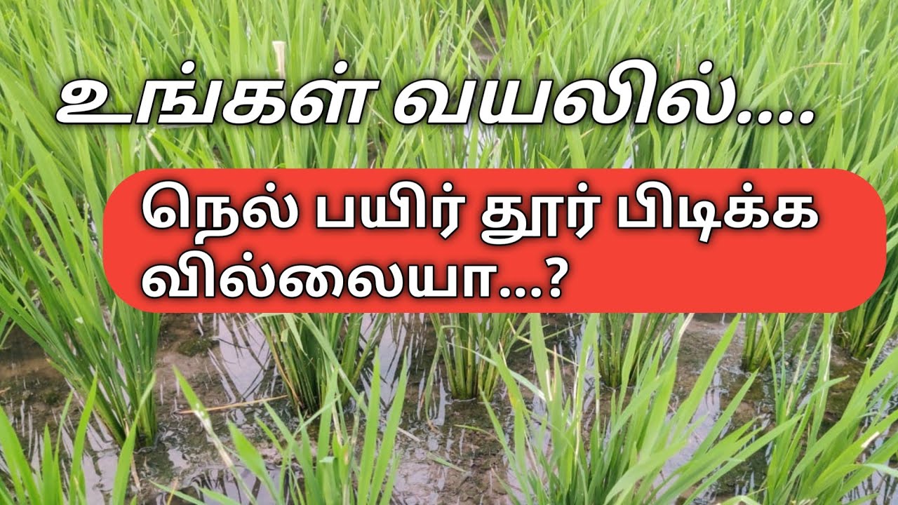 நெல் பயிர் அதிகமாக தூர் புடிக்க வேண்டுமா?
