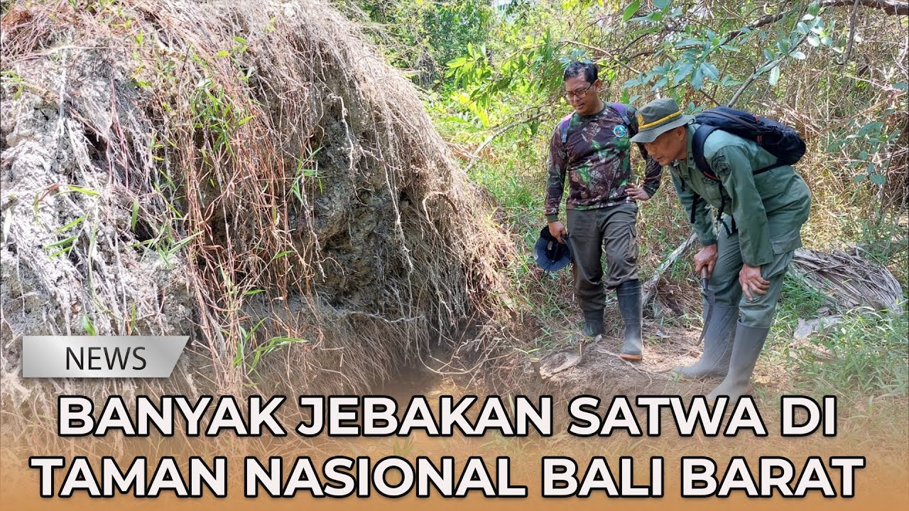 Banyak Jebakan Satwa di Taman Nasional Bali Barat