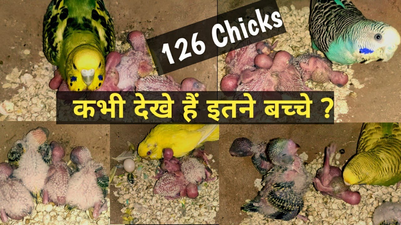 Zabardast Progress Budgies Parrots