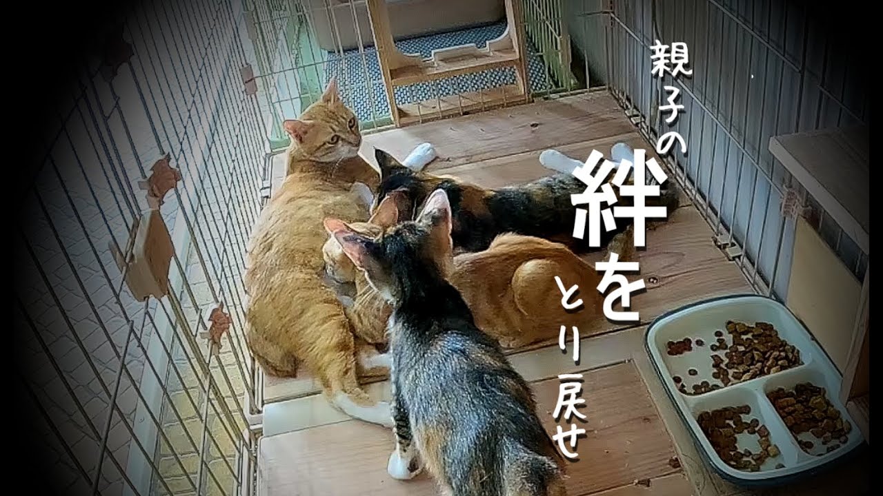 奇跡の再会をした母娘猫、絆を取り戻すことはできるのか😹#保護猫  #ねこ  #cat  #kitten