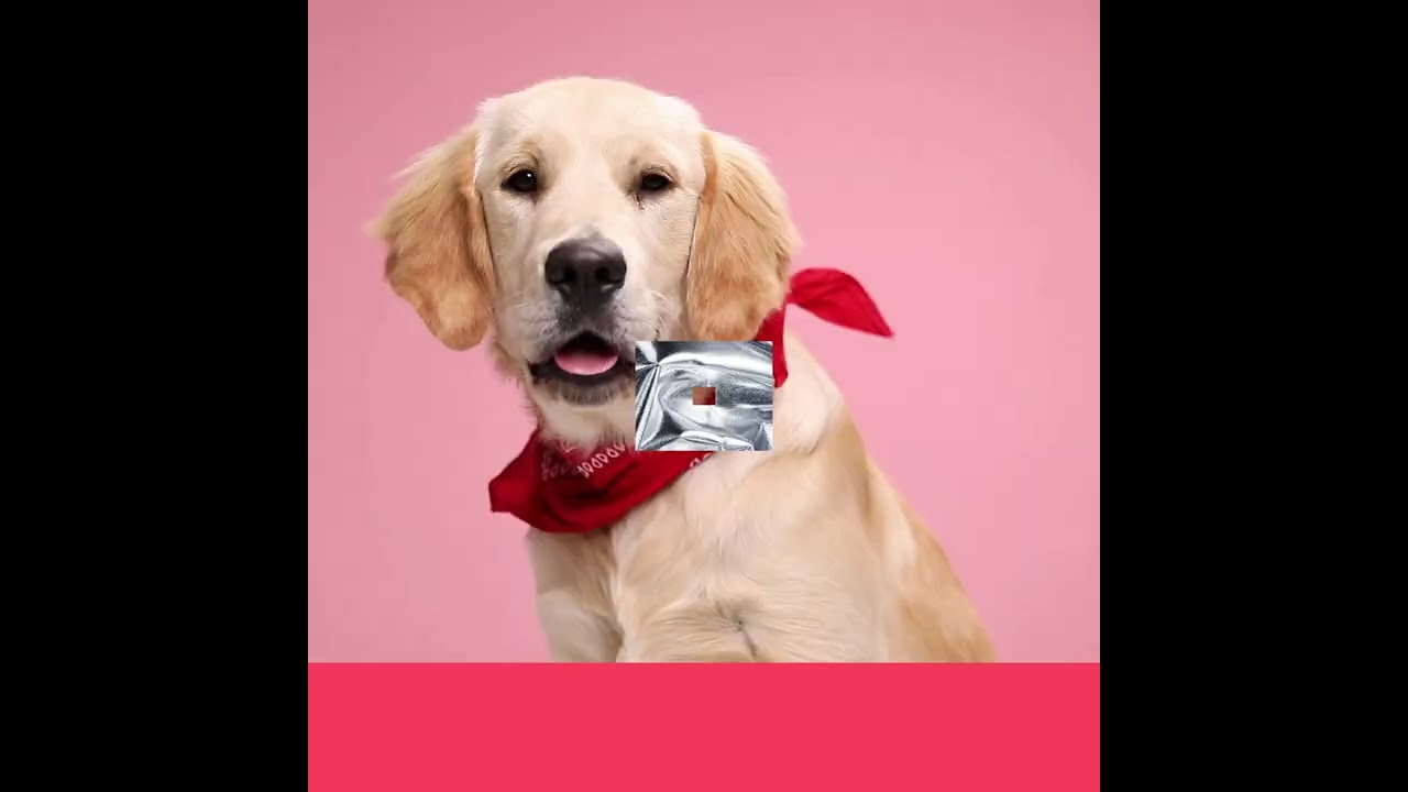 Unique Gifts For Dog Lovers, Dog Dad Gifts. Gifts For Dog Moms