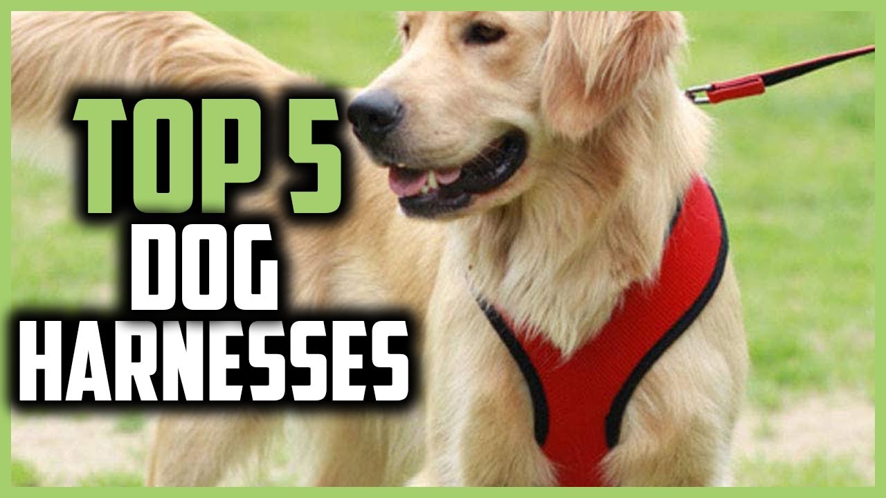 ✅Top 5 Best Dog Harnesses of 2024