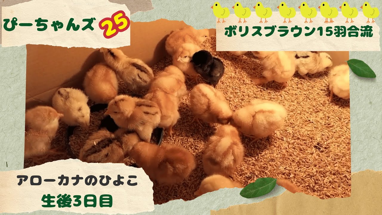 アローカナのひよこ　生後3日目 ぴーちゃんズ 25　兵庫県　丹波市　にわとり