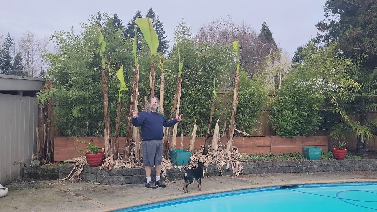 Unwrapping Musa Basjoo Cold Hardy Bananas for Spring