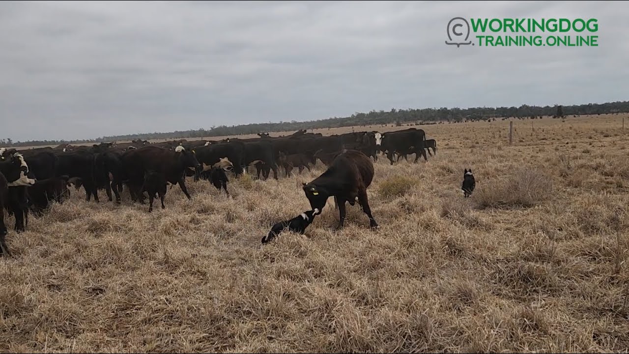 WORKING DOG TRAINING ONLINE - Transition to Real Work - Craiglea Mack, Introduction to Cows & Calves