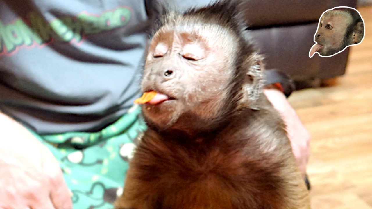 Monkey Eats Gourmet Chicken Dinner! TASTY!