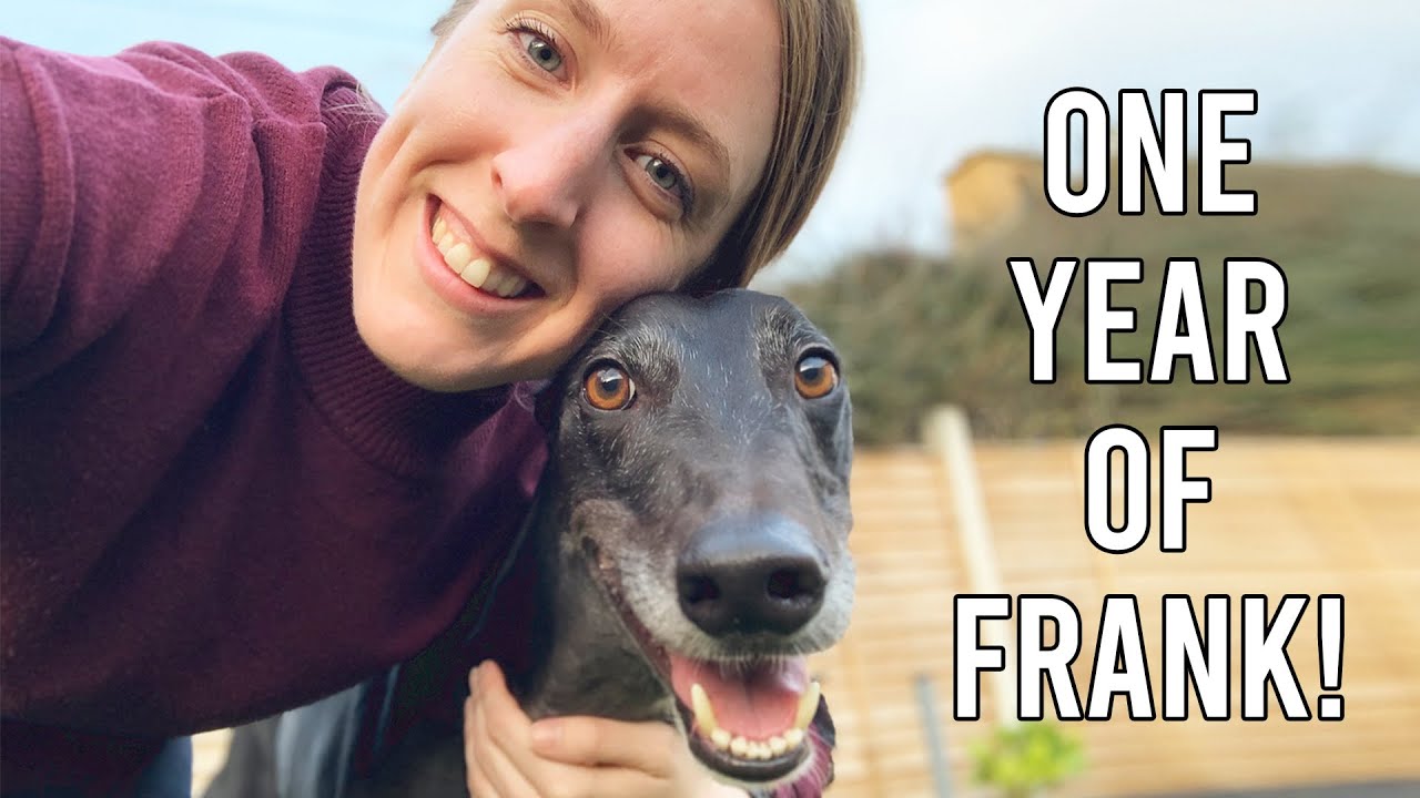 1 YEAR UPDATE ON MY GREYHOUND FRANK | Coat, Weight, Temperament & more!
