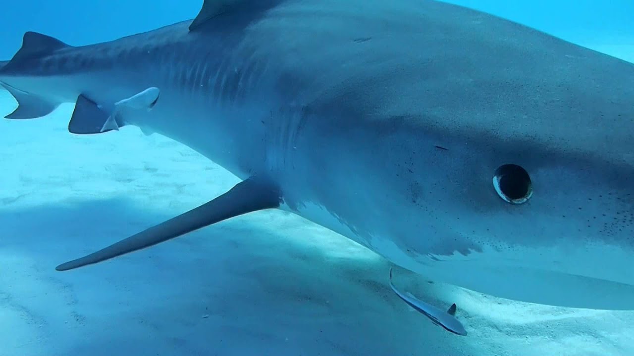 Short Shark Shock
