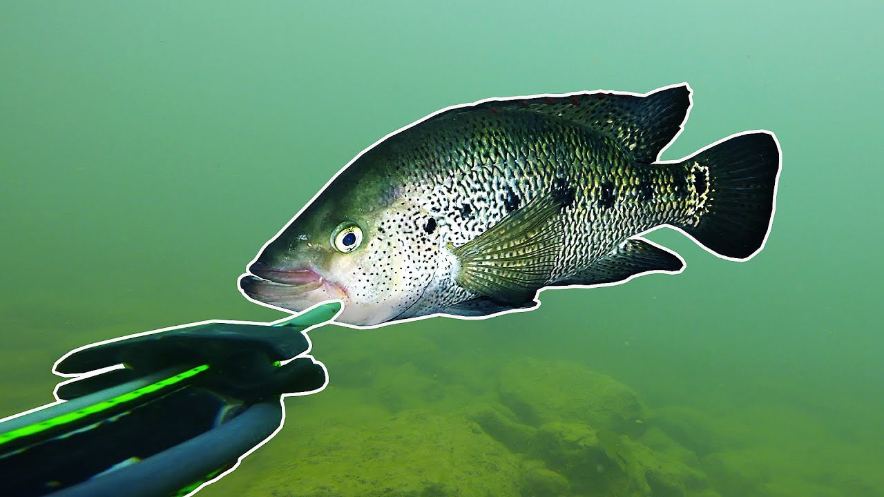 Bay Snook Catch N Cook - Spearfishing Belize River
