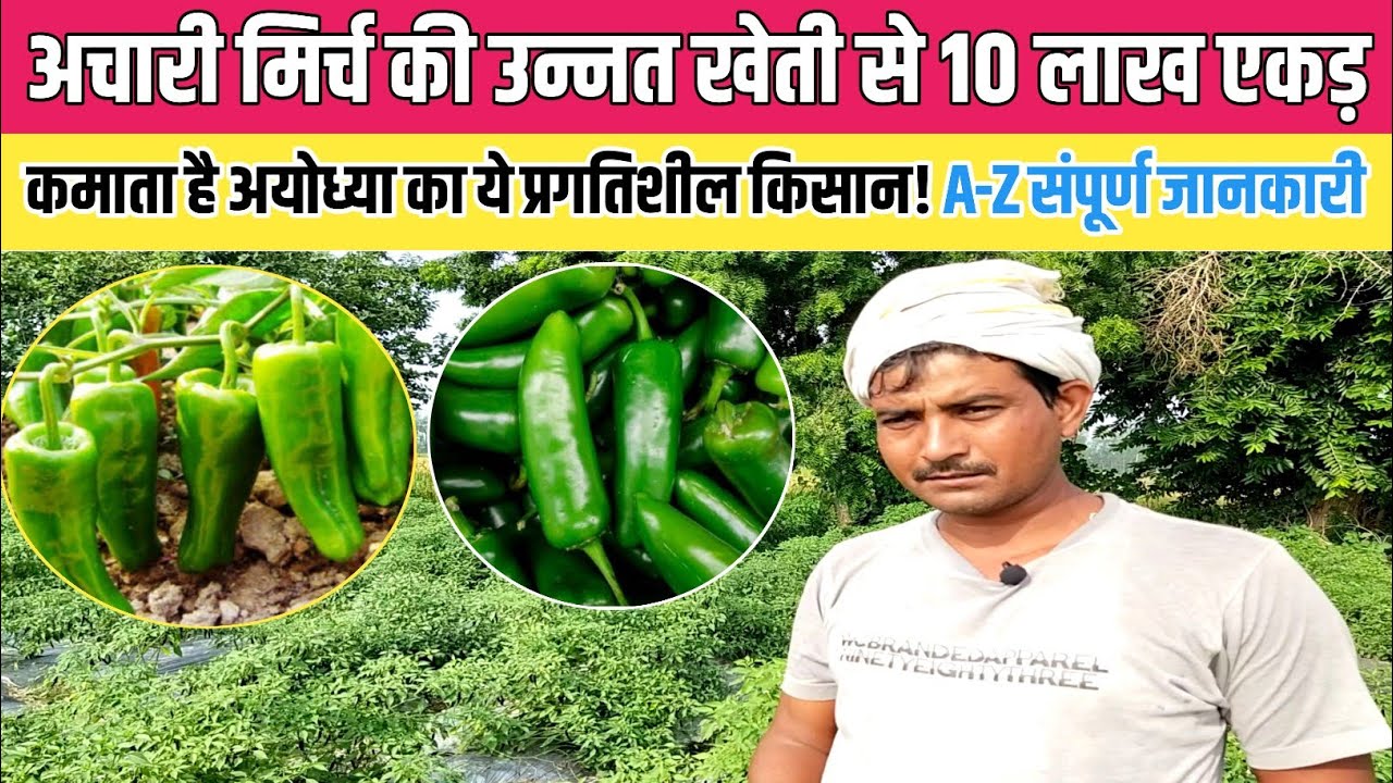 अचारी मिर्च की खेती से 10 लाख एकड़ कमाता है अयोध्या का ये किसान| Achari Mirch ki kheti