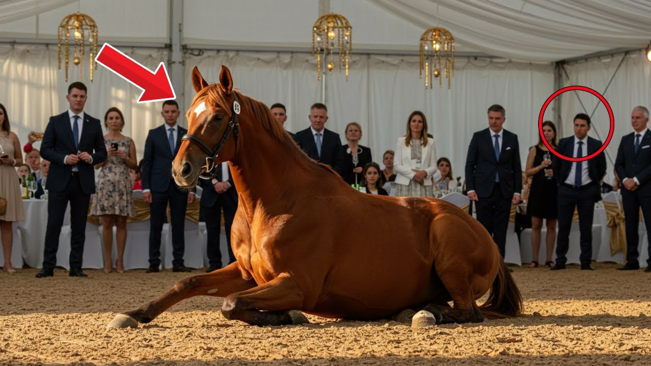 Rejected horse at auction is bought by a young man, and what happens next moves everyone...