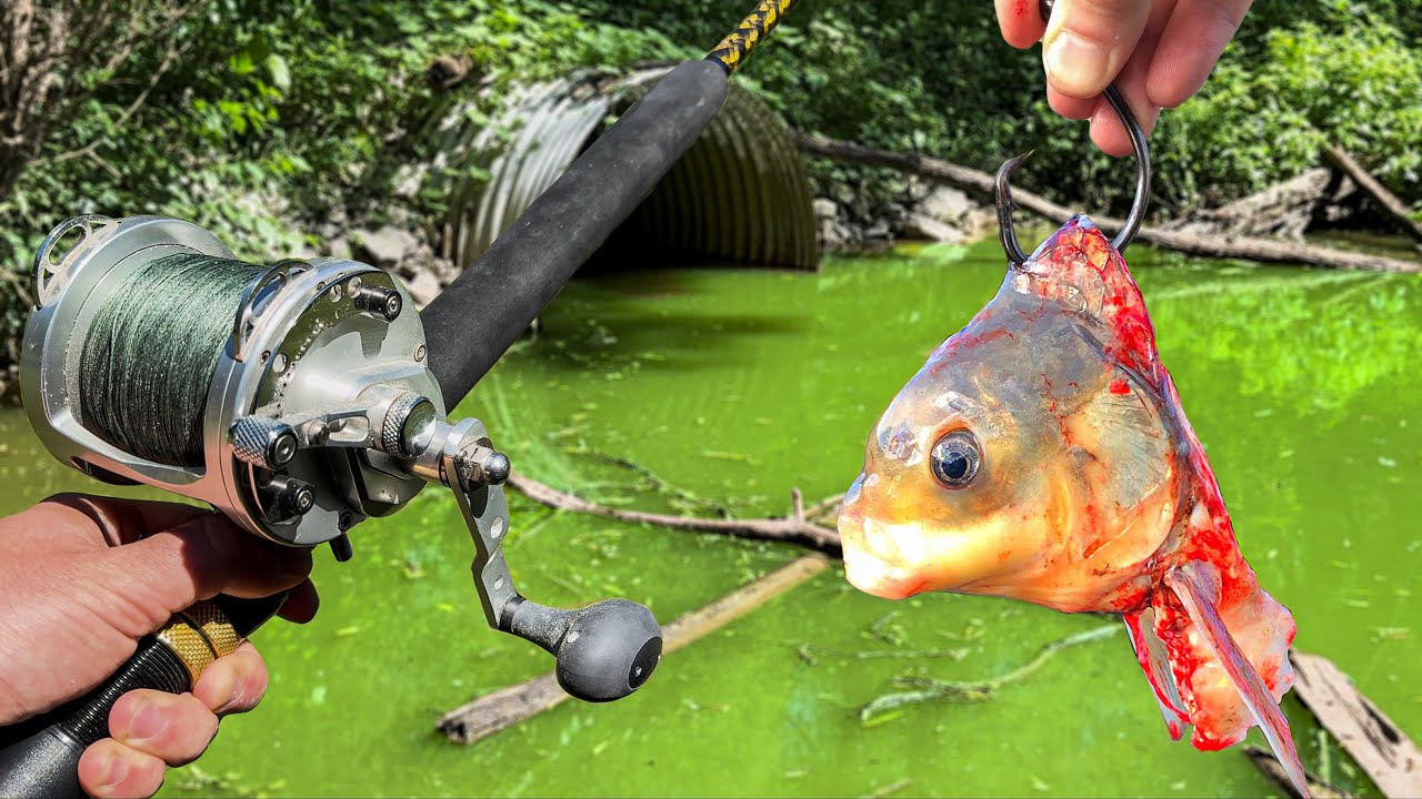 This is One of The RAREST Fish in the WORLD!!! (New PB!)