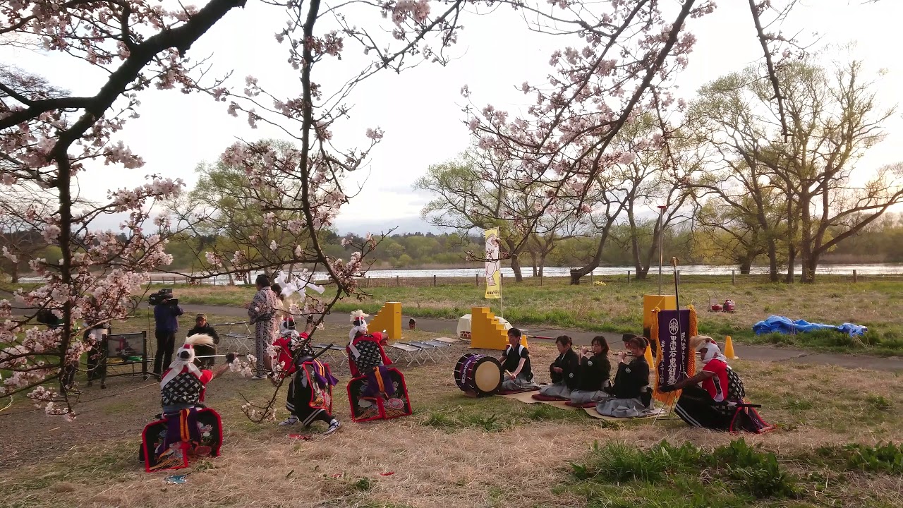 Kuroiwa Onikenbai with cherry blossoms and sunset in Kitakami Tenshochi