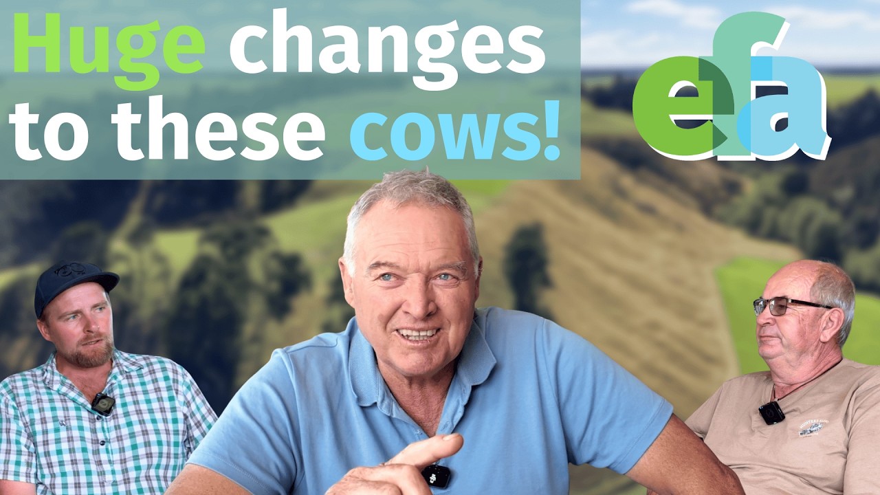 Calmer Cows, Lower Nitrogen, Less Stress | Reporoa Case Study