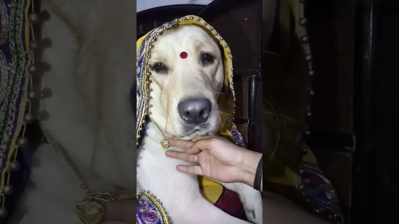Cute labrador #dog shy on 52 gaj ka daman 😘 | renuka pawar song