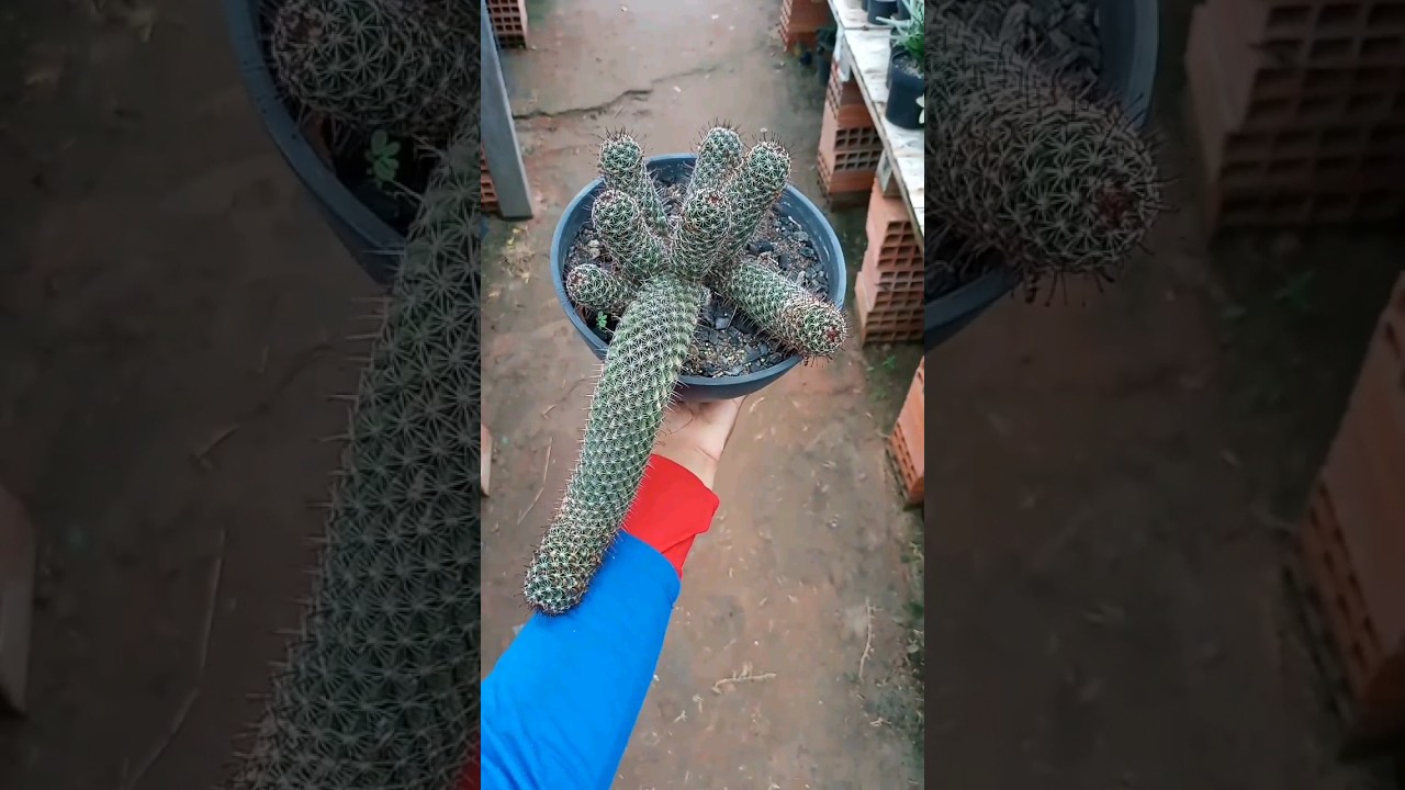 Já viu um crescer assim? A maioria das espécies de Mammillaria crescem dessa forma. 