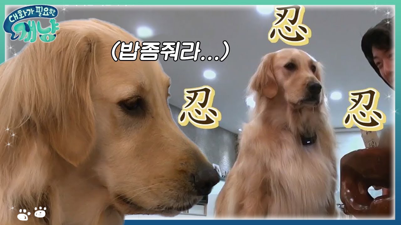 인내심 만렙 이정신 강아지 심바 (나보다 잘 참는듯) | #대화가필요한개냥 EP13 #03
