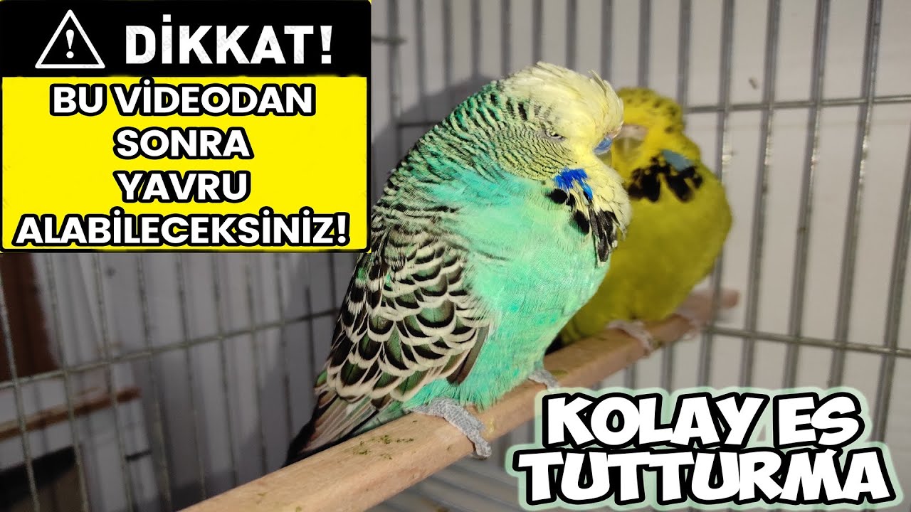 MUHABBET KUŞUNUN EŞİYLE ANLAŞMASI İÇİN BUNLARI YAPIN !