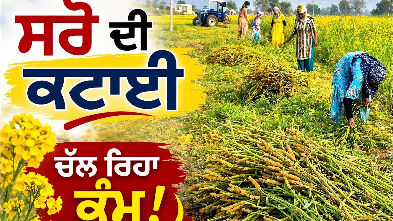 🌾 Saroo Di Katai Start | Mustard Harvesting in Punjab 🚜