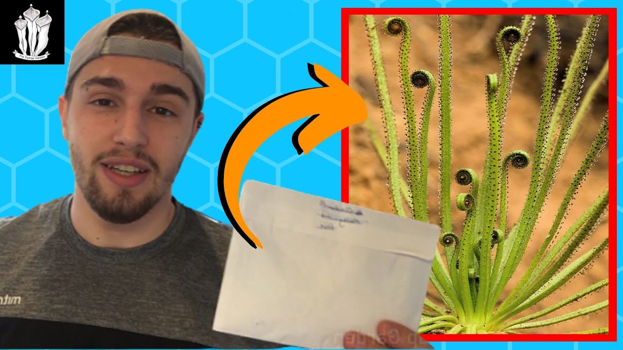 They're Finally Here! - Drosophyllum lusitanica seeds