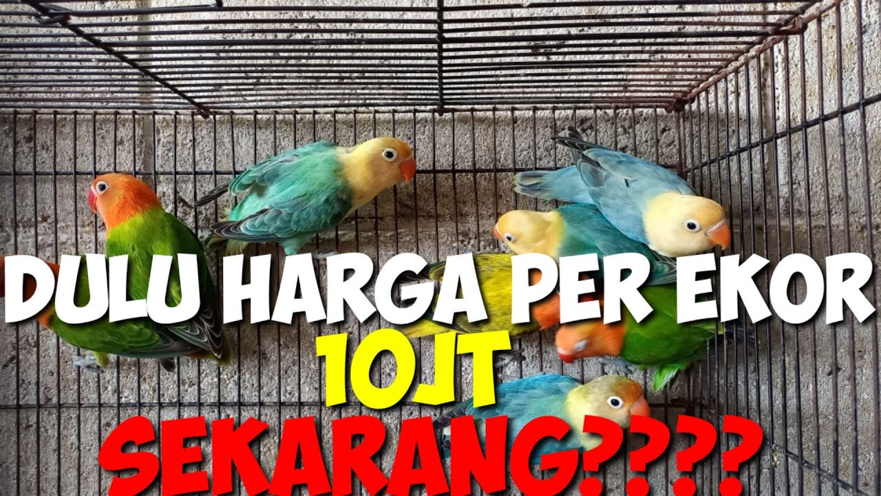 HARGA BURUNG LOVEBIRD OMBYOKAN DIKIOS JOKI GALAU