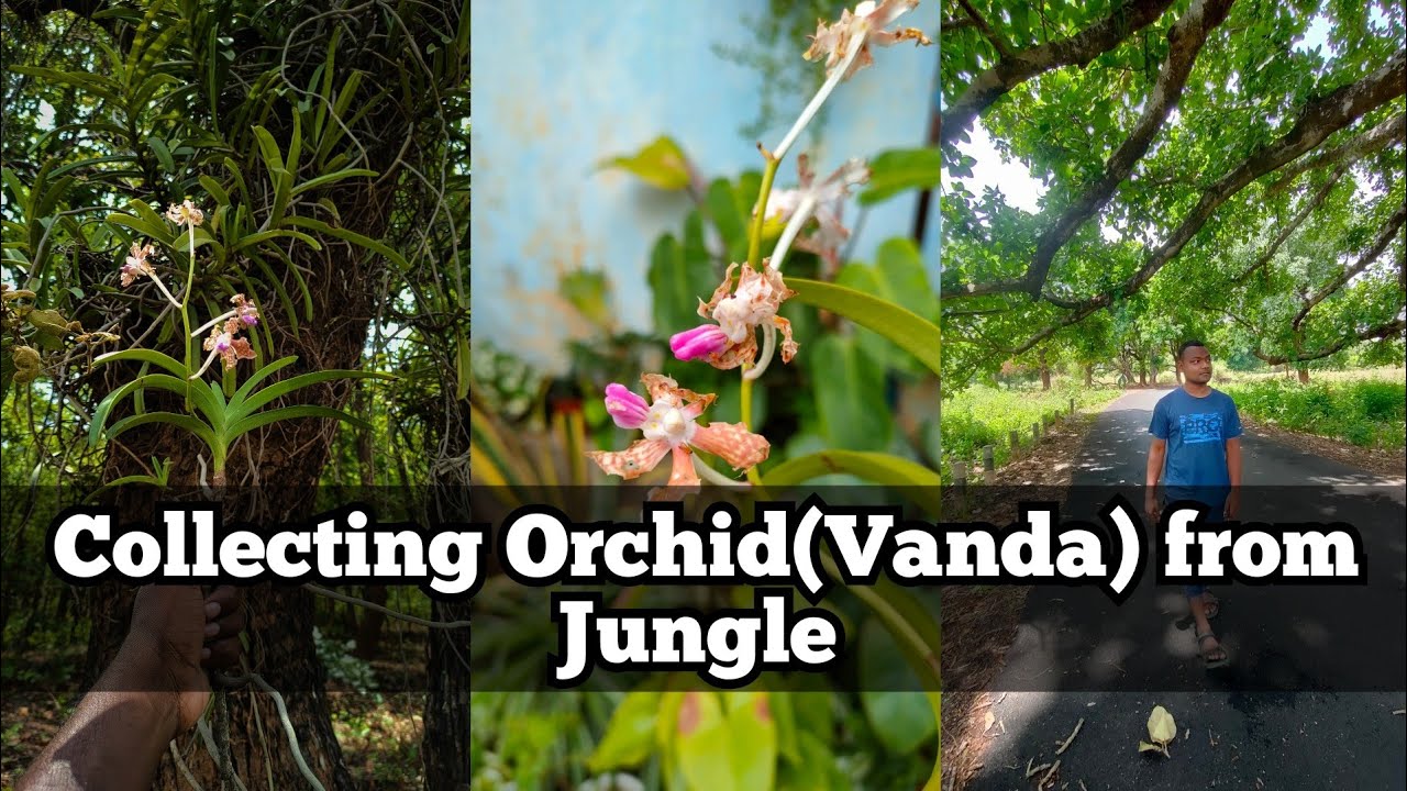 Collecting Wild Vanda from the Jungle || JungleVlog #jungle #junglesafari #orchid #ramjodi