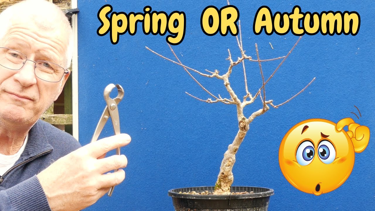 How to Prune Your Trident Maple Bonsai (Tips & Tricks)