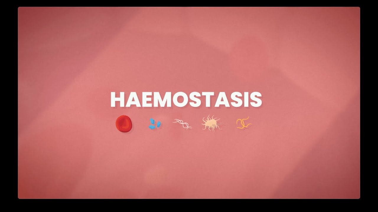 How do Coagulation Cascade Deficiencies Lead to Bleeding Disorders?