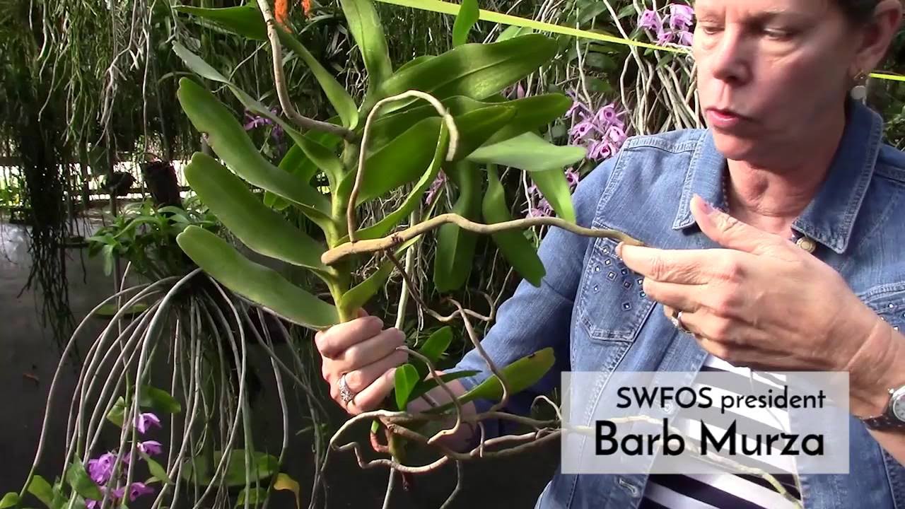 How to Choose and Grow Bare Root Orchids with Barb Murza at Palmer Orchids