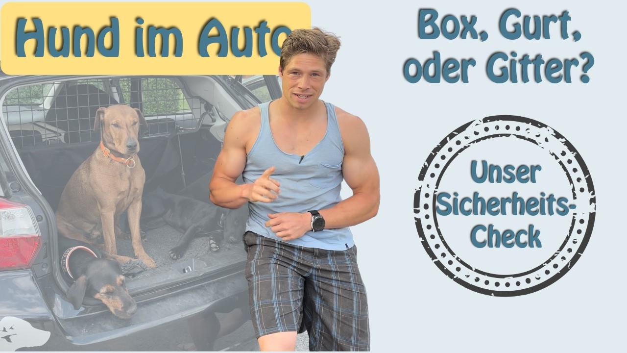 Hund sicher im Auto transportieren &ndash; Gesetze & Sommer-Hitze beachten. Hundebox Trenngitter Hundegurt