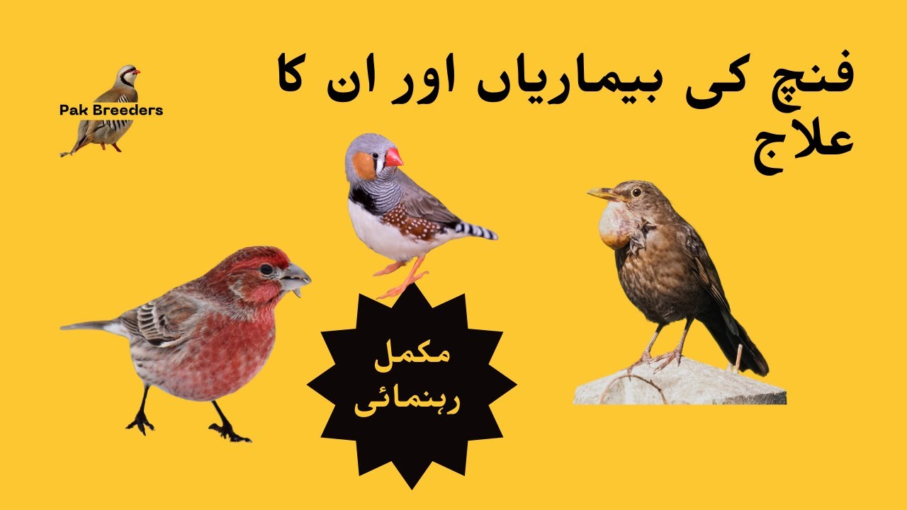 Finch diseases | فنچ کی بیماریاں اور ان کا علاج | Pak Breeders
