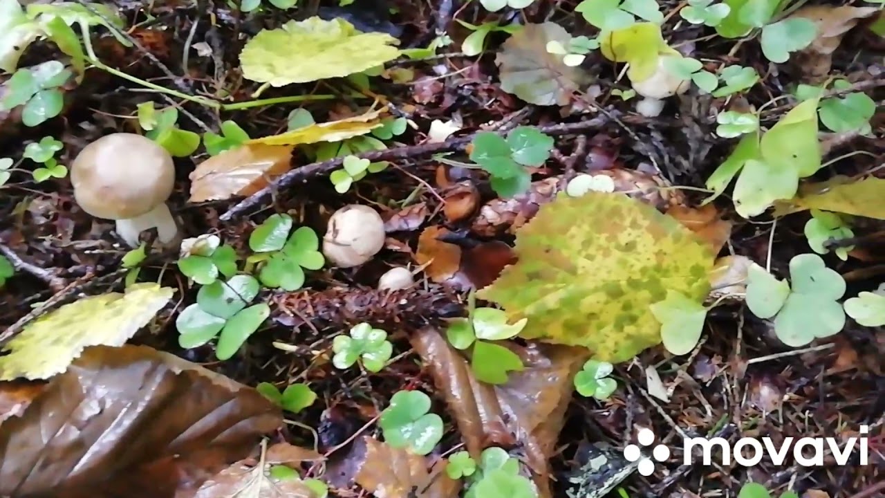 Грибы рядовки. Ryadovka mushrooms
