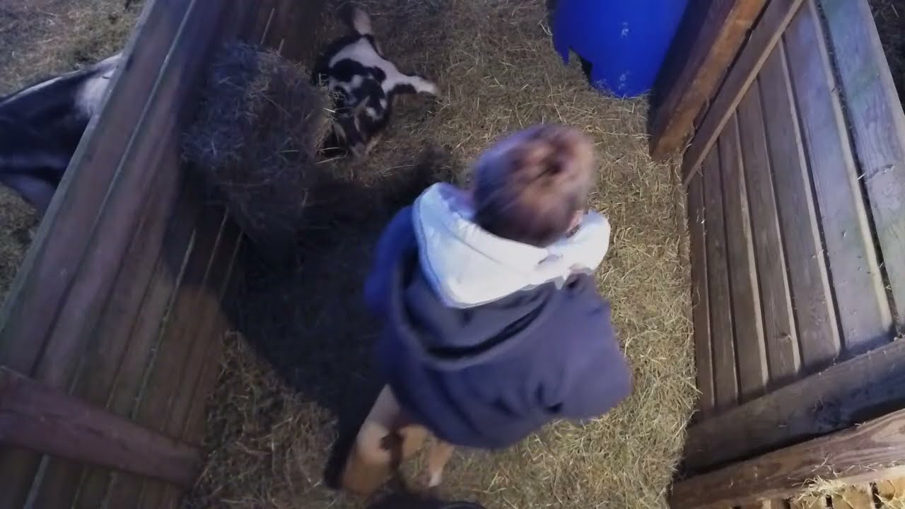 Deja Delivers 1 Perfect Baby Goat 