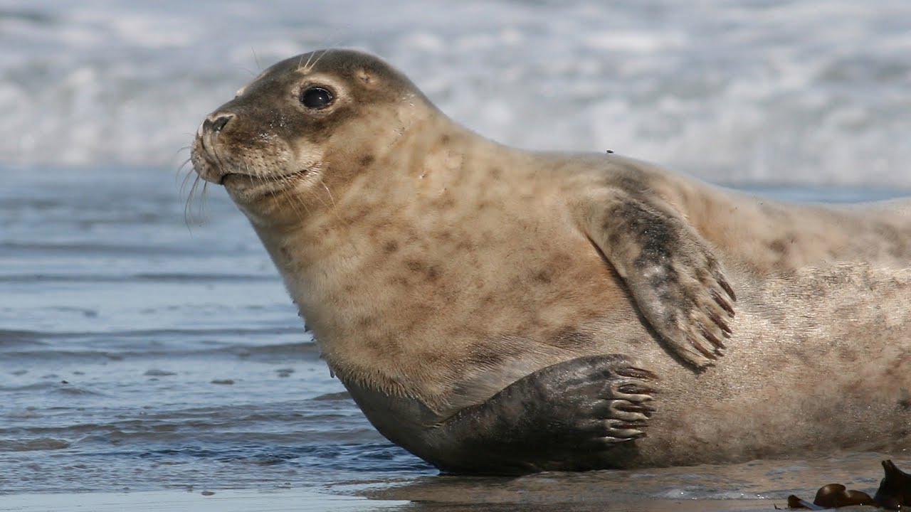 Zeehonden spotten op de Oosterschelde