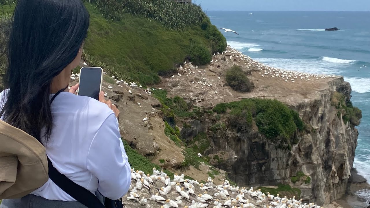 THE GANNETS COLONY AT MURIWAI BEACH, AUCKLAND NEW ZEALAND #birdswatching 