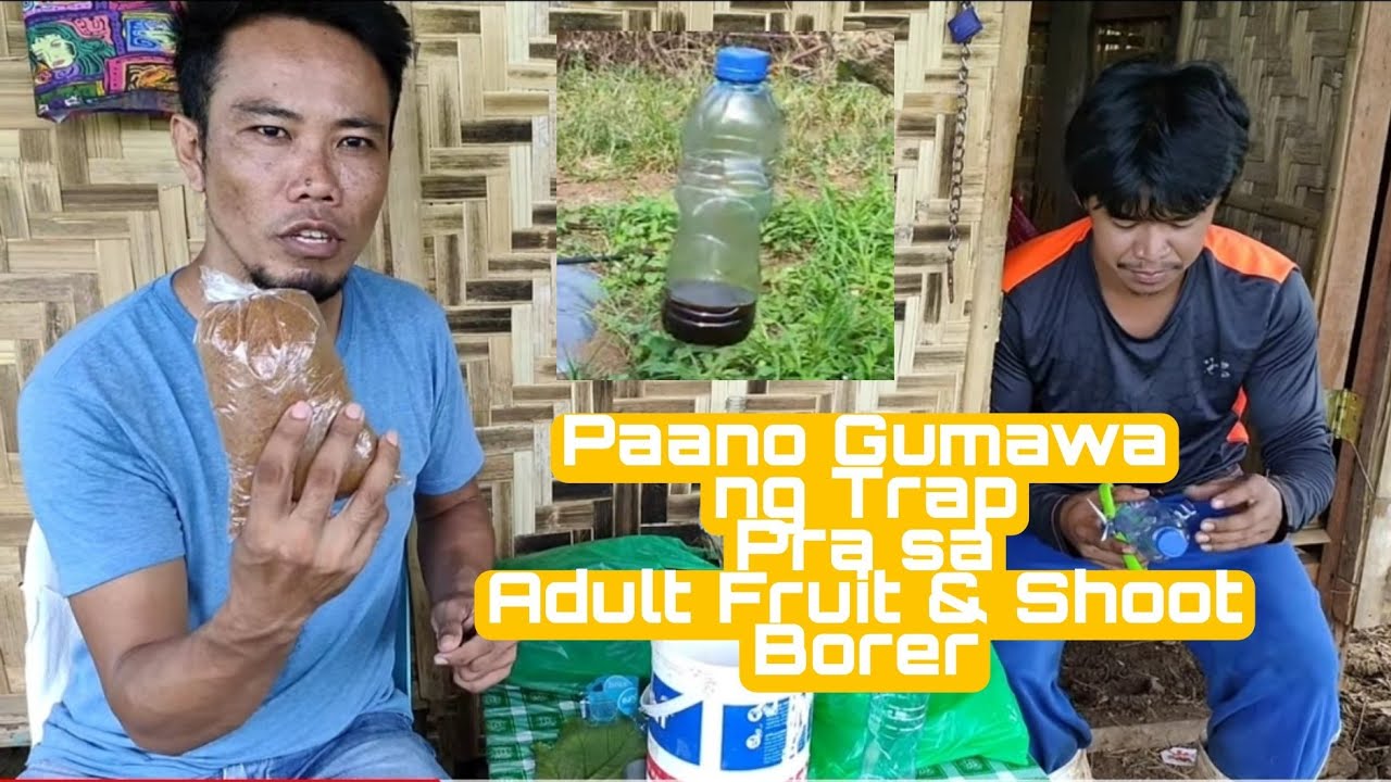 Installation of Fruit & Shoot Borer Trap & Trelising on Eggplant