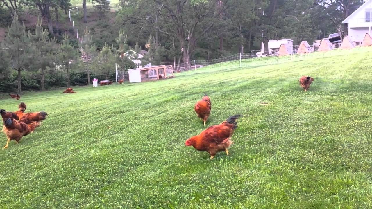 New Hampshire chicken breeding at Mike Omeg's: May 2014 Part 1