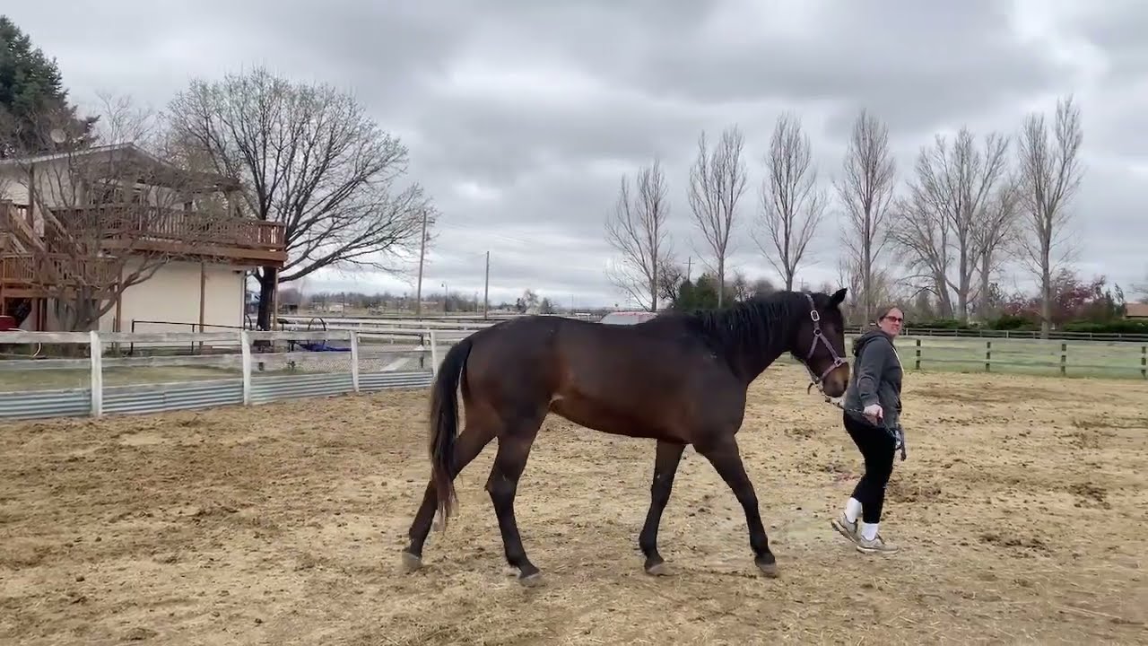 KT for equine groin strain